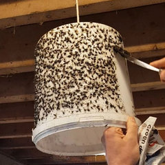 Vliegen / Dazen vallen