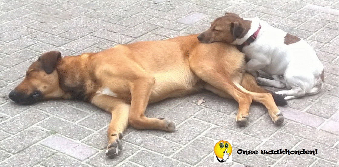 Honden en katten producten