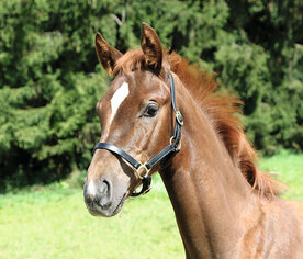 Veulenhalster Covalliero