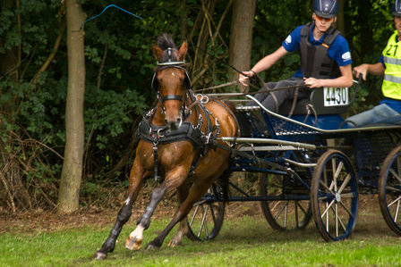 Cellpad Empathy Borstonderlegger bestemd voor &quot;Zilcotuigen&quot; Small Pony