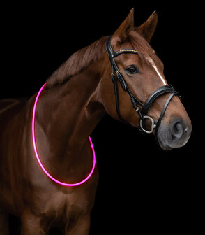 LED Licht halsband voor paard