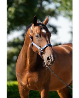 HB Showtime Eclipe Halster-set