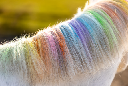 Paardenpraat regenboog kleurkrijt