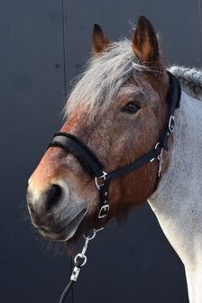 Teddy Halster Trekpaard 