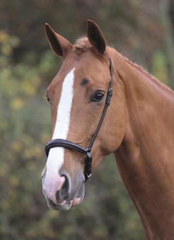 Hannoveraanse neusriem Blenheim