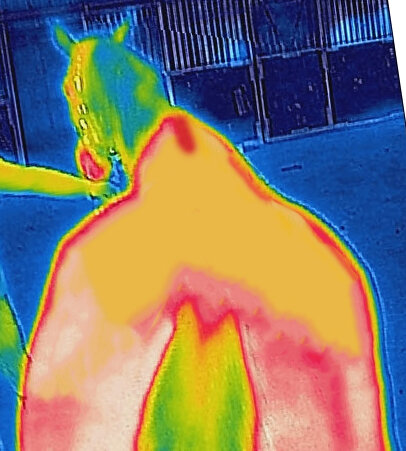 Bucas Recuptex Therapy Turnout Light