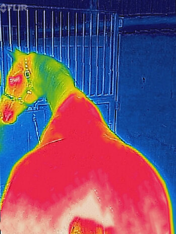 Bucas Recuptex Therapy Turnout Light