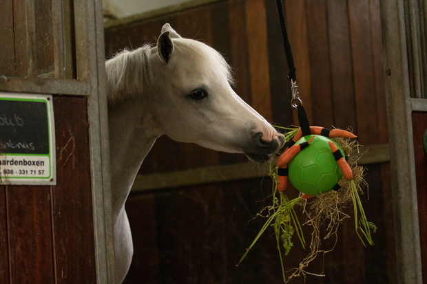 Maximus Fun Play Ball