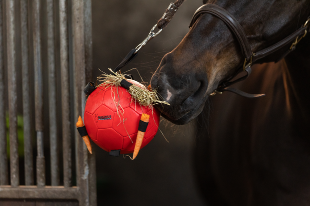 Maximus Fun Play Ball