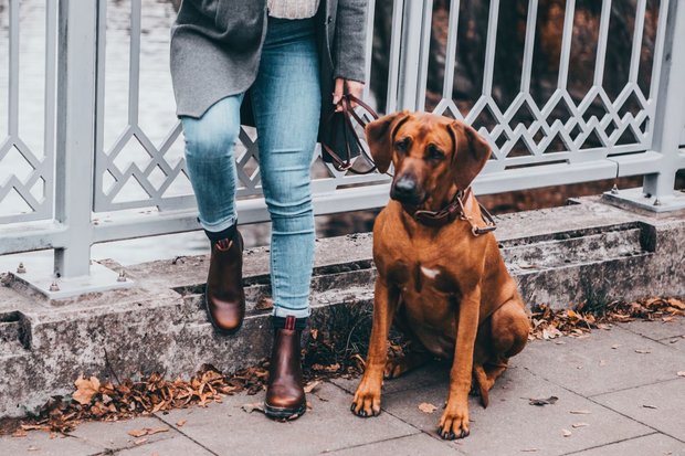 Jodhpurs Suedwind Chelsea Rusty Brown