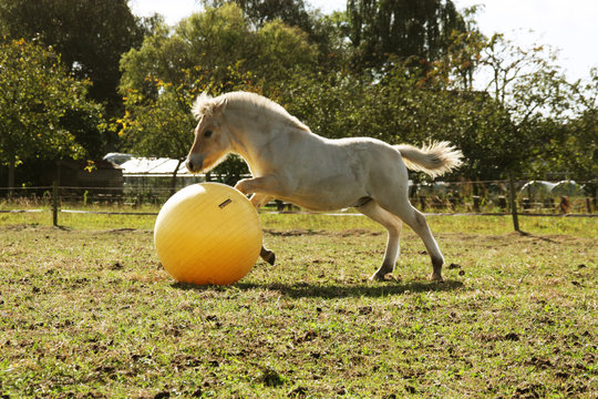 Maximus power play ball paardenspeelbal 65cm