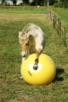 Maximus paardenspeelbal 75cm