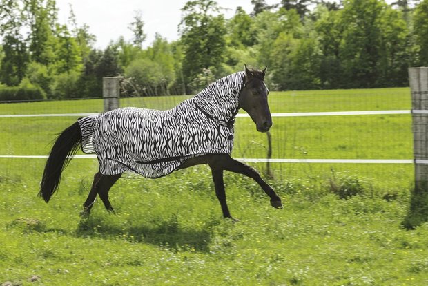 Zebra vliegendeken met hals Riding World