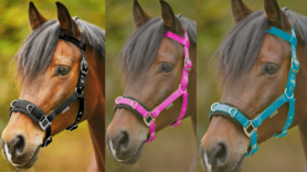 Kaptoom Waldhausen Economic