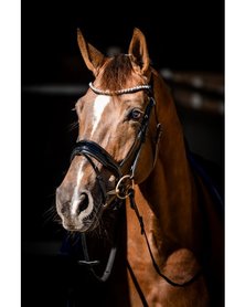 Hoofdstel HB Showtime Special Guy zwart onderlegd