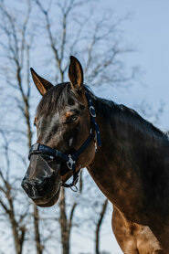 Equitheme Pollennetje UV bescherming zwart