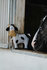 Paardenspeeltje Hippotonic Koe_